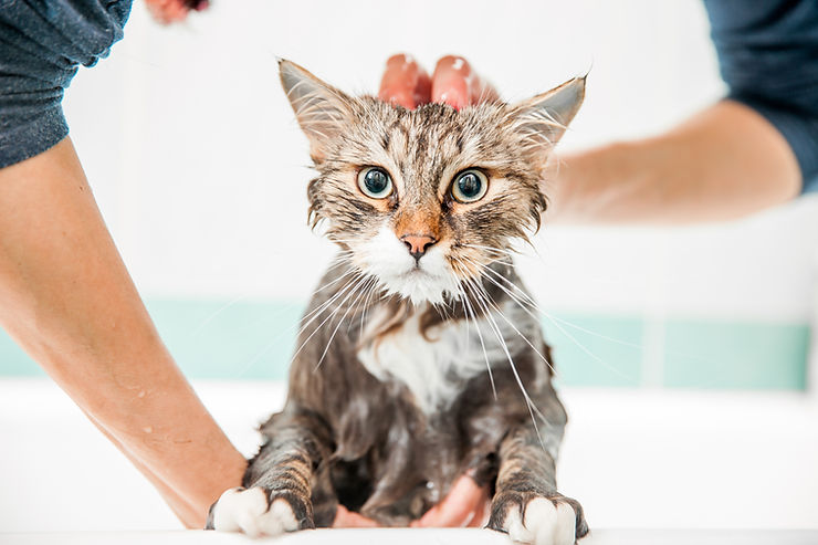 A cat being washed carefully by hand