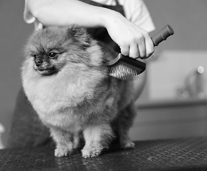 A small pet being brushed during grooming